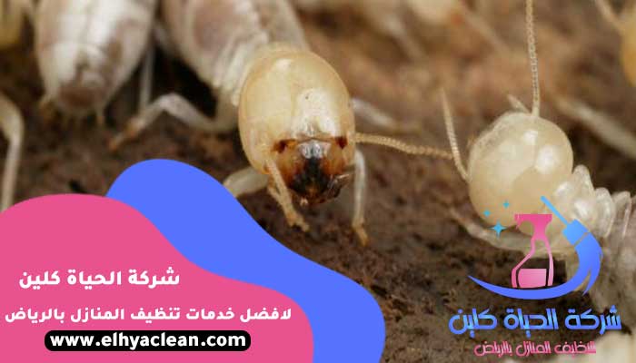شركة-مكافحة-النمل-الابيض-الرياض