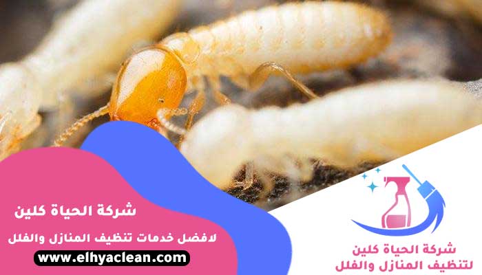 شركة مكافحة الرمة في دبي