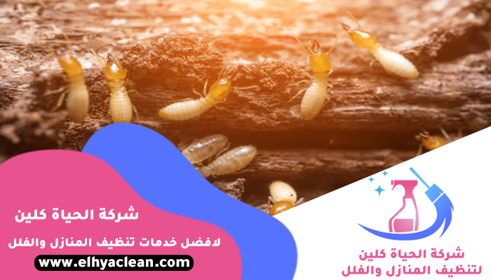 شركة مكافحة النمل الابيض في راس الخيمة