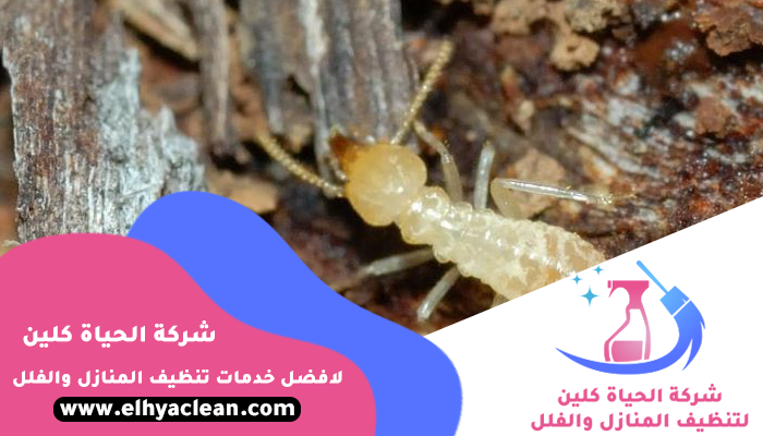 شركة مكافحة الرمة في دبي