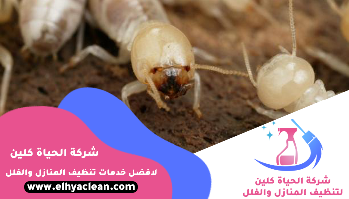 شركة مكافحة النمل الابيض في أبوظبي