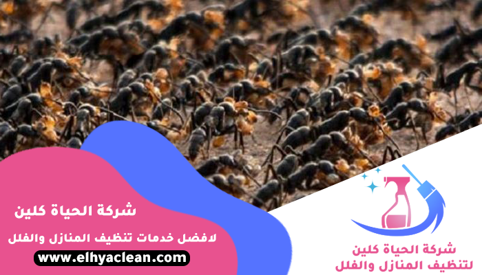 شركة مكافحة النمل الابيض في الشارقة