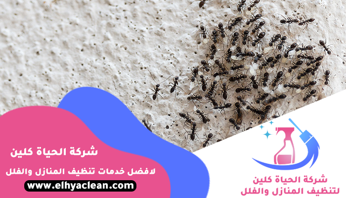 شركة مكافحة النمل الابيض في العين