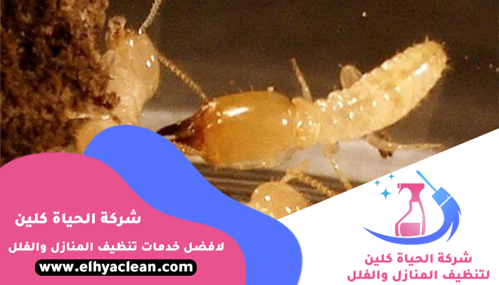 شركة مكافحة النمل الابيض في الفجيرة