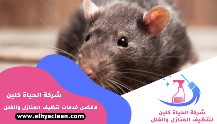 شركة مكافحة الفئران في دبي