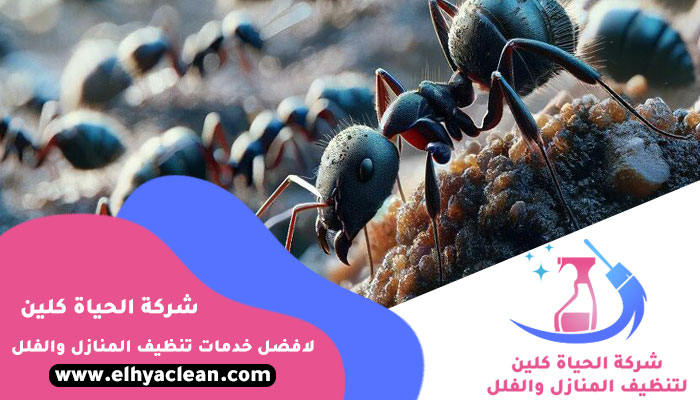 شركة مكافحة النمل في الفجيرة
