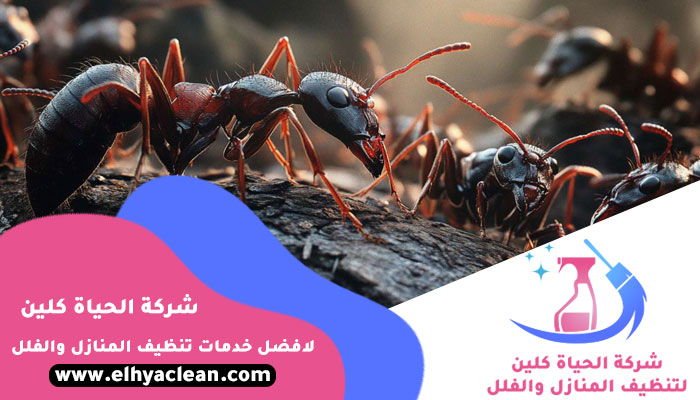 شركة مكافحة النمل في دبي