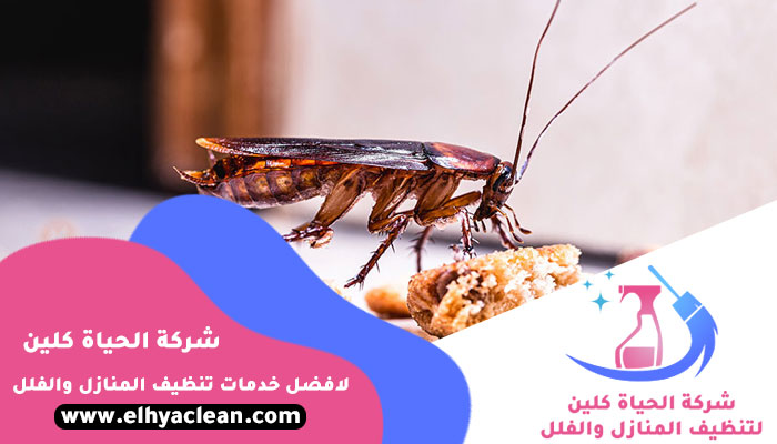 مكافحة حشرات في ابوظبي