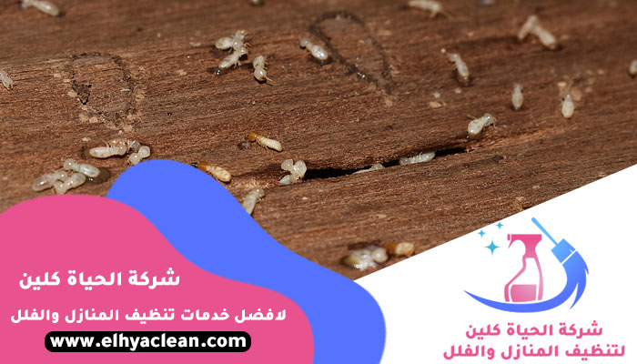 شركة مكافحة النمل في الشارقة