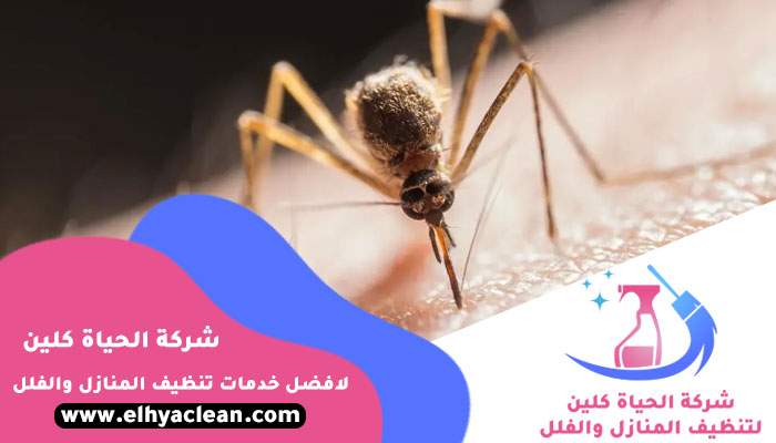 مكافحة الناموس في ابوظبي