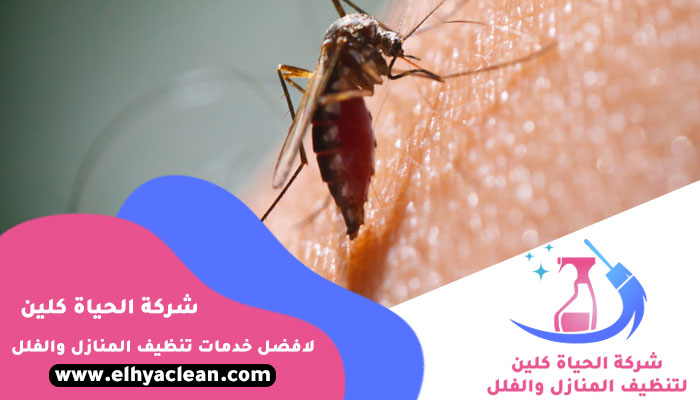 مكافحة الناموس في ابوظبي