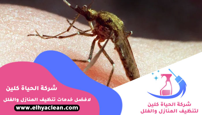 مكافحة الناموس في دبي