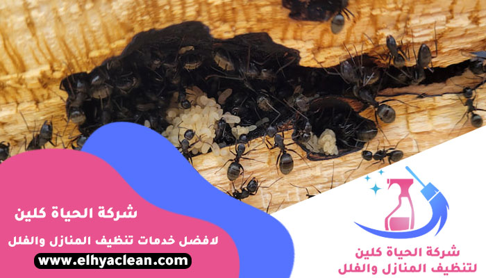 شركة مكافحة النمل في الفجيرة