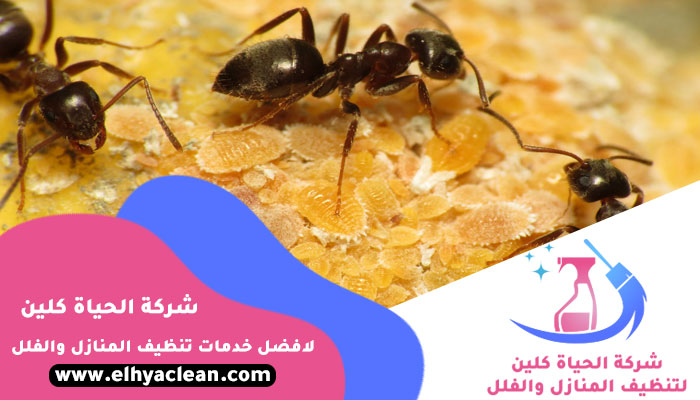 شركة مكافحة النمل في دبي