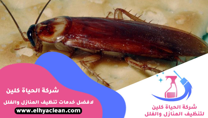شركة مكافحة صراصير في عجمان