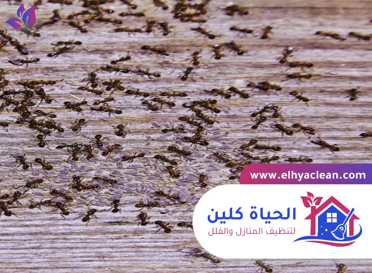 مكافحة النمل في راس الخيمة 4 مكافحة النمل في راس الخيمة