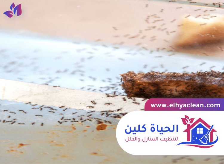 مكافحة النمل في راس الخيمة 3 مكافحة النمل في راس الخيمة
