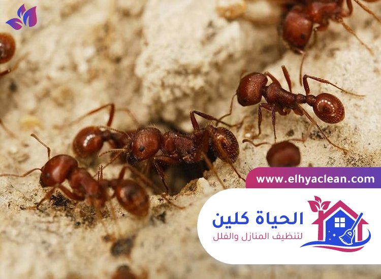 مكافحة النمل في راس الخيمة 2 مكافحة النمل في راس الخيمة