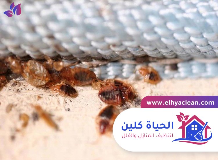 مكافحة بق الفراش في ابوظبي 3 مكافحة بق الفراش في ابوظبي