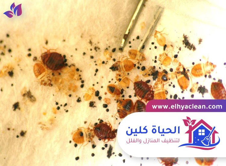 شركة مكافحة بق الفراش بالامارات 5 شركة مكافحة بق الفراش بالامارات