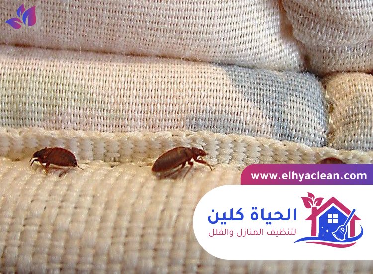 مكافحة بق الفراش في ام القيوين 4 مكافحة بق الفراش في ام القيوين