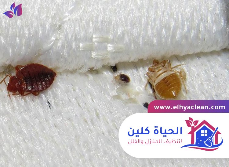 شركة مكافحة بق الفراش بالامارات 4 شركة مكافحة بق الفراش بالامارات