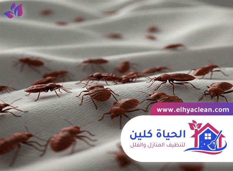 شركة مكافحة بق الفراش