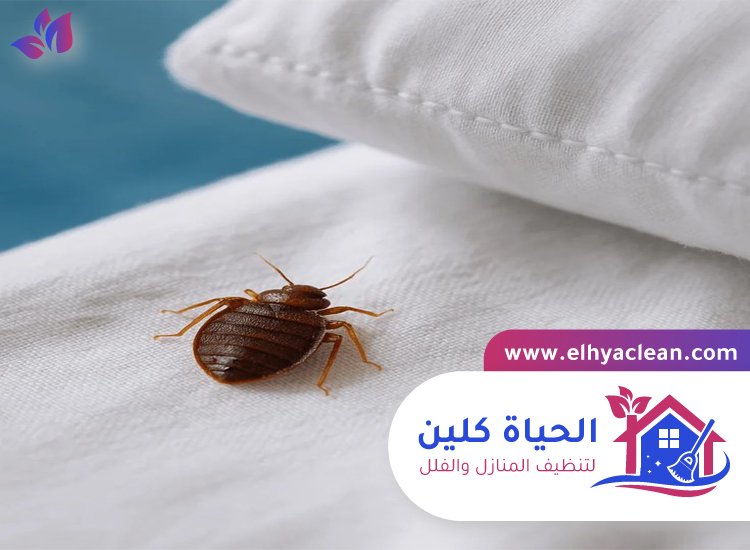 مكافحة بق الفراش في ابوظبي 4 مكافحة بق الفراش في ابوظبي