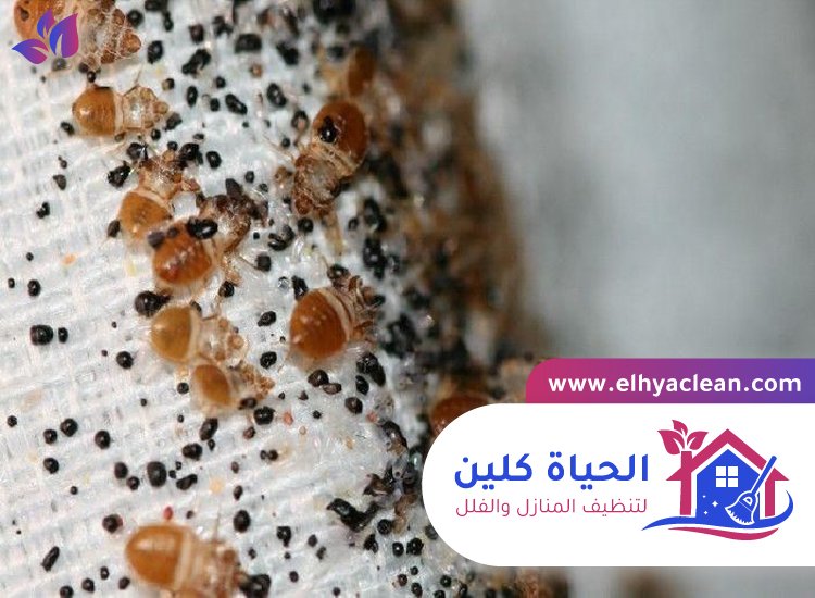 مكافحة بق الفراش في ابوظبي 2 مكافحة بق الفراش في ابوظبي
