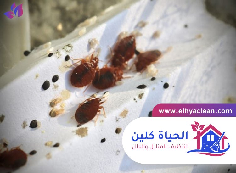 مكافحة بق الفراش في ام القيوين 3 مكافحة بق الفراش في ام القيوين