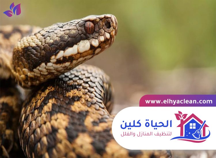 شركة مكافحة الافاعي في الفجيرة 3 شركة مكافحة الافاعي في الفجيرة