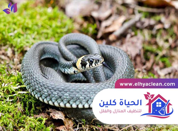 شركة مكافحة الافاعي في الفجيرة 4 شركة مكافحة الافاعي في الفجيرة