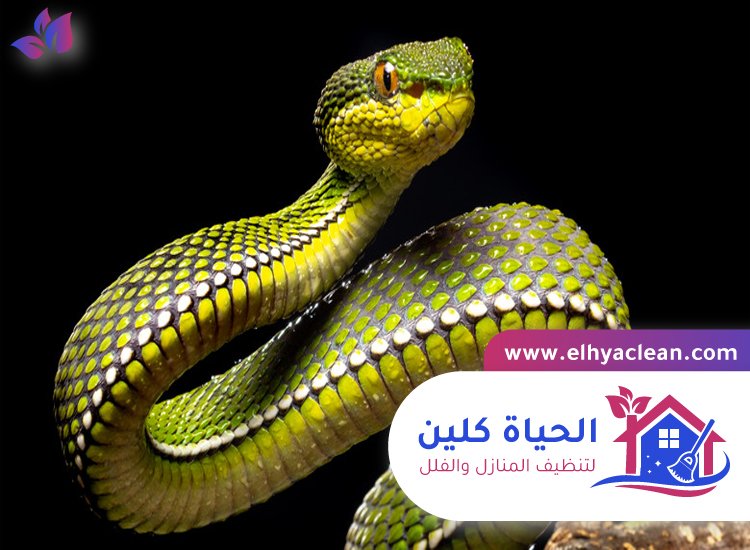 شركة مكافحة الافاعي في الفجيرة 5 شركة مكافحة الافاعي في الفجيرة