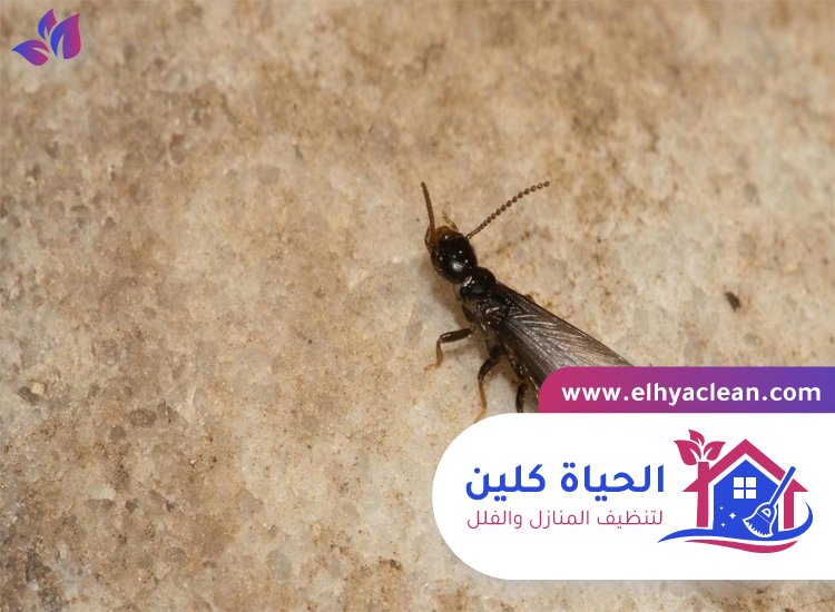 شركة مكافحة الرمة في الشارقة 6 شركة مكافحة الرمة في الشارقة