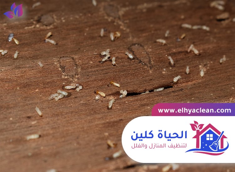 شركة مكافحة الرمة في الشارقة 7 شركة مكافحة الرمة في الشارقة