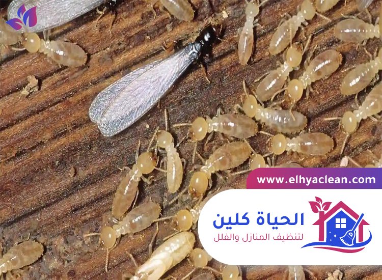 شركة مكافحة الرمة في الشارقة 8 شركة مكافحة الرمة في الشارقة