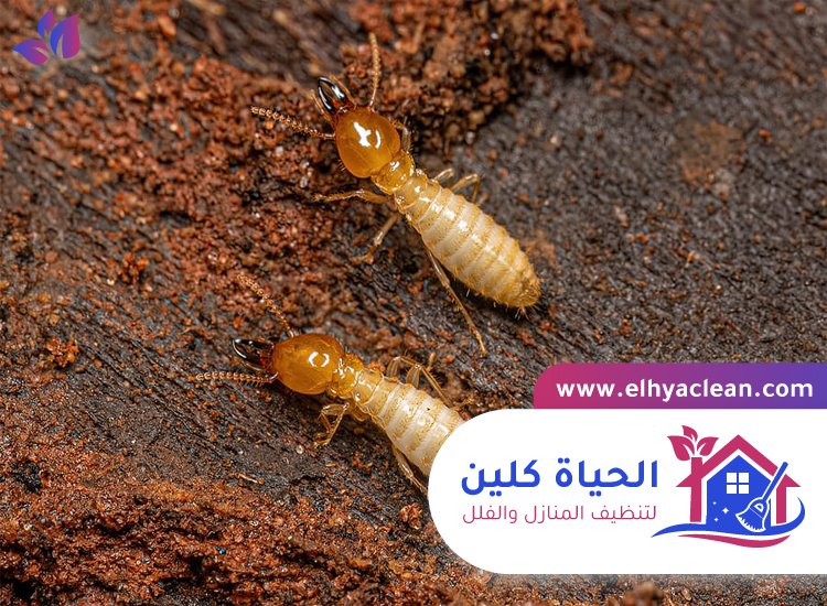 شركة مكافحة الرمة في راس الخيمة 2 شركة مكافحة الرمة في راس الخيمة