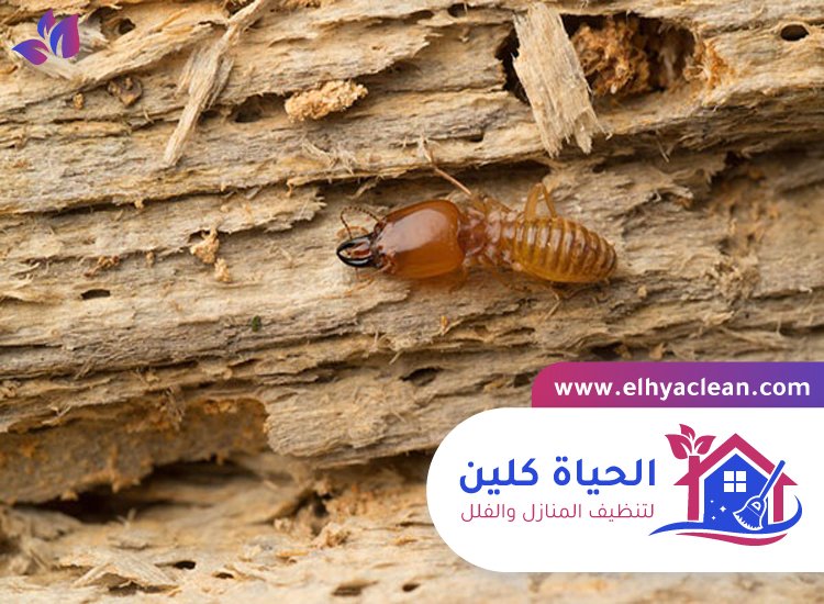 شركة مكافحة الرمة في راس الخيمة 3 شركة مكافحة الرمة في راس الخيمة