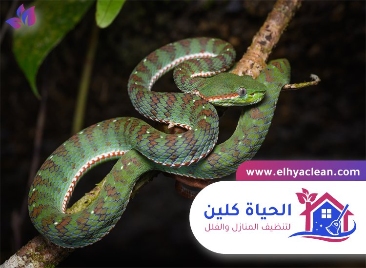 شركة مكافحة الافاعي في الشارقة 3 شركة مكافحة الافاعي في الشارقة