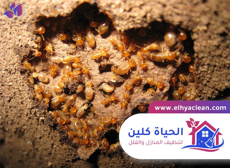 شركة مكافحة الرمة في العين