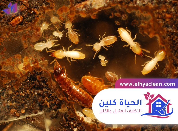 شركة مكافحة الرمة في العين 7 شركة مكافحة الرمة في العين