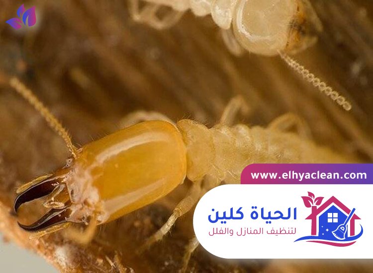 شركة مكافحة الرمة في راس الخيمة 4 شركة مكافحة الرمة في راس الخيمة