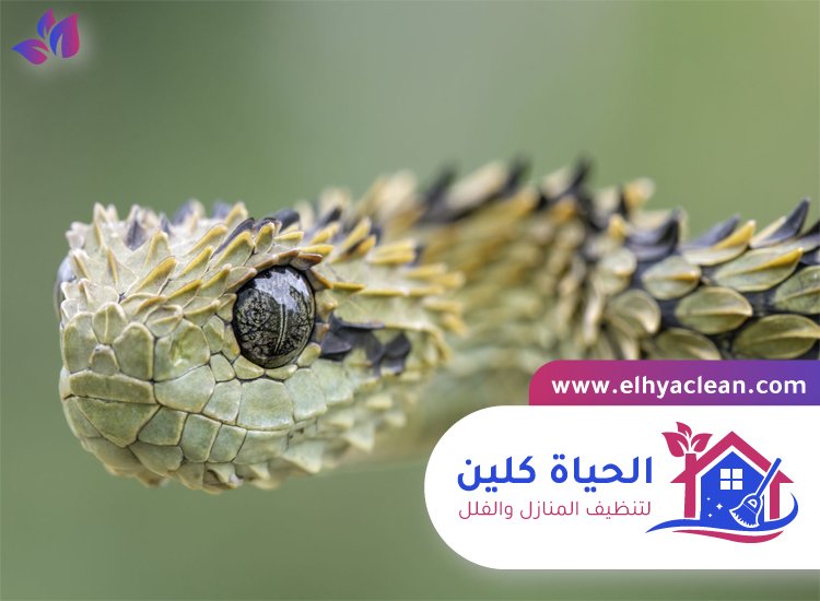 شركة مكافحة الافاعي في الشارقة 4 شركة مكافحة الافاعي في الشارقة