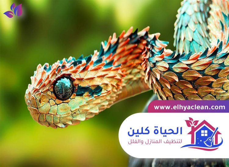 شركة مكافحة الافاعي في الشارقة 5 شركة مكافحة الافاعي في الشارقة