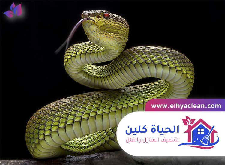 شركة مكافحة الافاعي في ابوظبي 3 شركة مكافحة الافاعي في ابوظبي