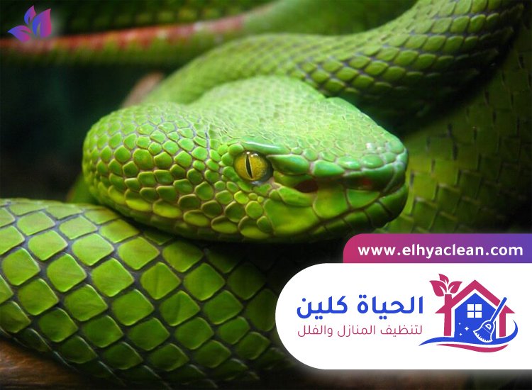 شركة مكافحة الافاعي في ابوظبي 4 شركة مكافحة الافاعي في ابوظبي