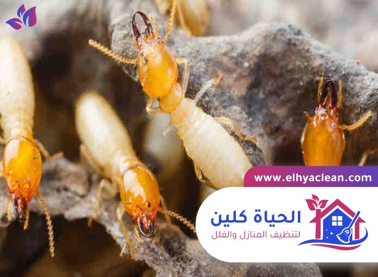شركة مكافحة النمل الابيض في العين 5 شركة مكافحة النمل الابيض في العين