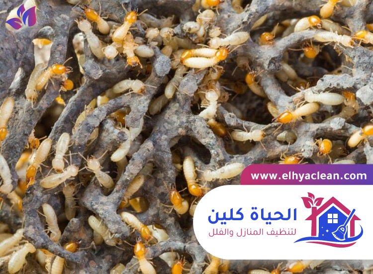 شركة مكافحة النمل الابيض في العين 4 شركة مكافحة النمل الابيض في العين