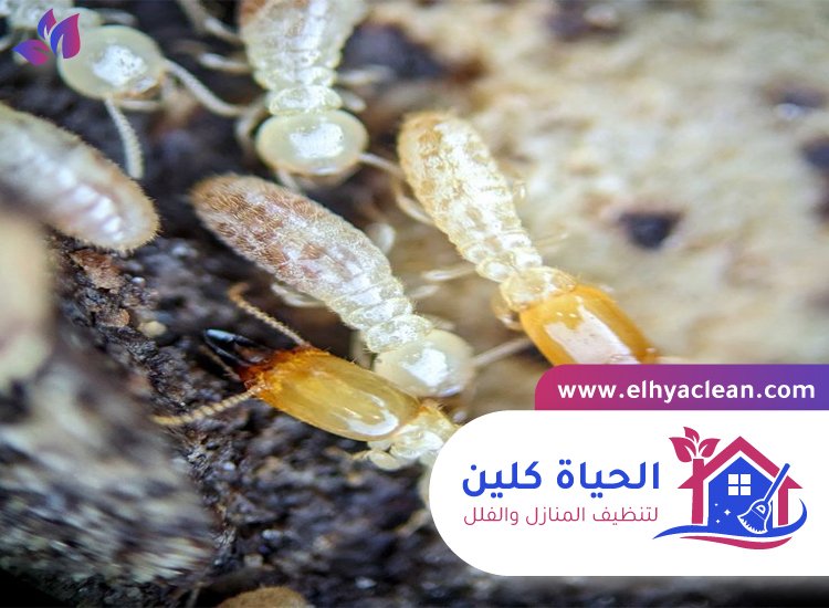 شركة مكافحة النمل الابيض