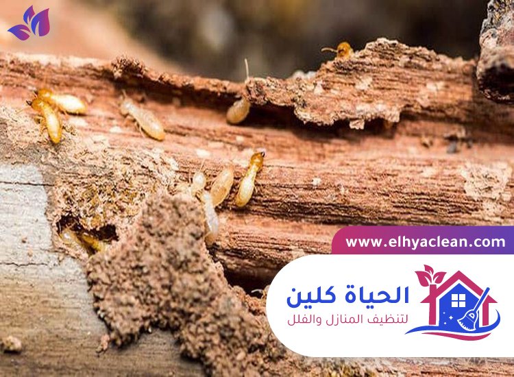 شركة مكافحة النمل الابيض في أبوظبي 4 شركة مكافحة النمل الابيض في أبوظبي